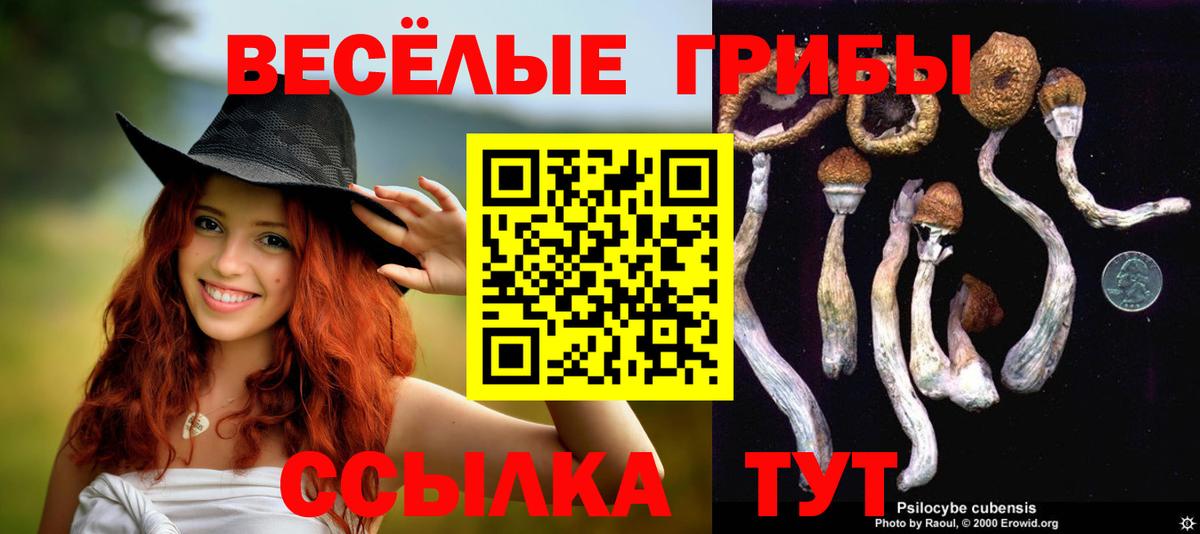 Галлюциногенные грибы Psilocybine cubensis Камышин